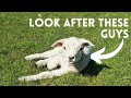 7 Tips For Lambing A Small Flock Outdoors