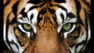 Meek Mill - Eye Of The Tiger (Sample)