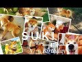 Happy 4th birthday SUKI (watch till the end!) Shiba Inu