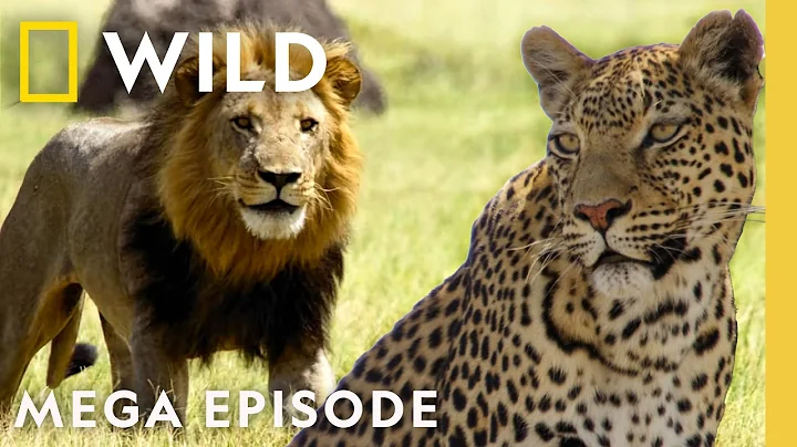 Game of Thrones: Lion vs. Leopard vs. Hyena | Savage Kingdom MEGA Episode | Nat Geo Animals