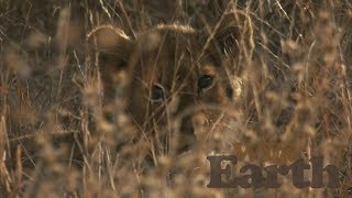 WildEarth - Sunset Safari - 25 July 2020