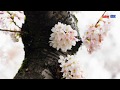 Cherry Blossom HD 4K VIDEO (вишня в цвету)