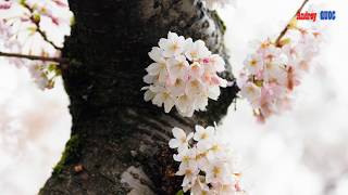Cherry Blossom Hd 4K Video (Вишня В Цвету)