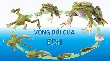 Vòng đời của Ếch | Vòng đời của Ếch Quang Thìn