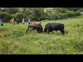 Labhubha 典aqanjwa Kabi Ngebizo Lenkosi Kuyasabisa Labhubha 典aqanjwa Kabi Ngebizo Lenkosi Kuyasabisa