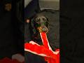 But it's mine!😬 #dachshund #puppy #sausagedog #wienerdog #cute #doglife #funny #shorts