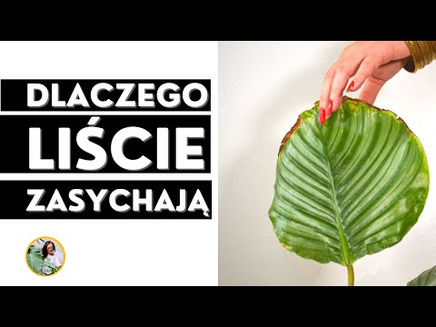 Wideo: Dlaczego Liście Wysychają