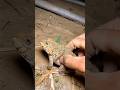 Funny frogs Catching |Wep wep catching frogsfunny |boing catch frogs make you laugh #shrtsfeed