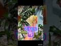 VIRGO ♍️ ALGUIEN DEL PASADO REGRESA 💞 #tarot #tarotastro #horoscopo #energia #lecturacartas #amor