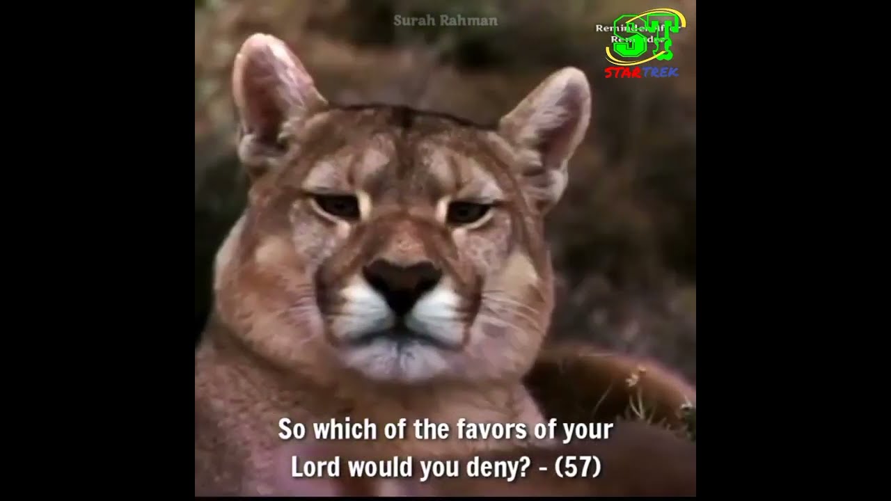 Relaxing Nature Video with Surah Rahman by Startrek