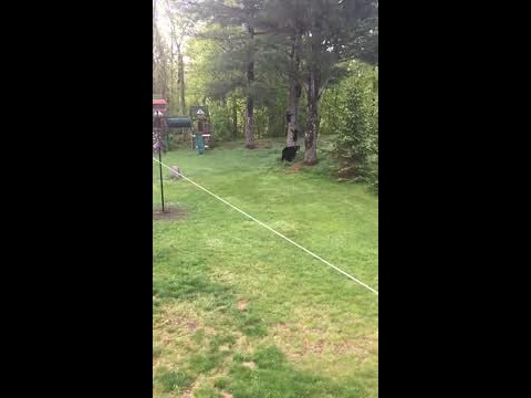 VIDEO: Dog killed