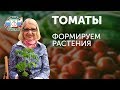 КАК ФОРМИРОВАТЬ ТОМАТЫ В ТЕПЛИЦЕ! СОВЕТЫ ОТ ОКТЯБРИНЫ ГАНИЧКИНОЙ