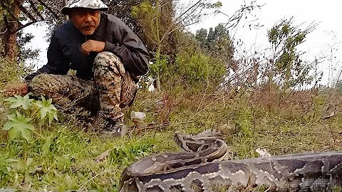 Rescue 20ft Indian Burmese Python from Ramsai, West Bengal