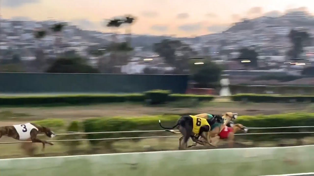 Tj Dog Racing Tijuana Greyhound dog race Vlog - YouTube