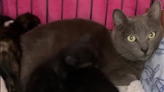 Homeless mom cat worries about her kittens after they were rescued by Julia Modas 2,044 views 2 weeks ago 2 minutes, 16 seconds