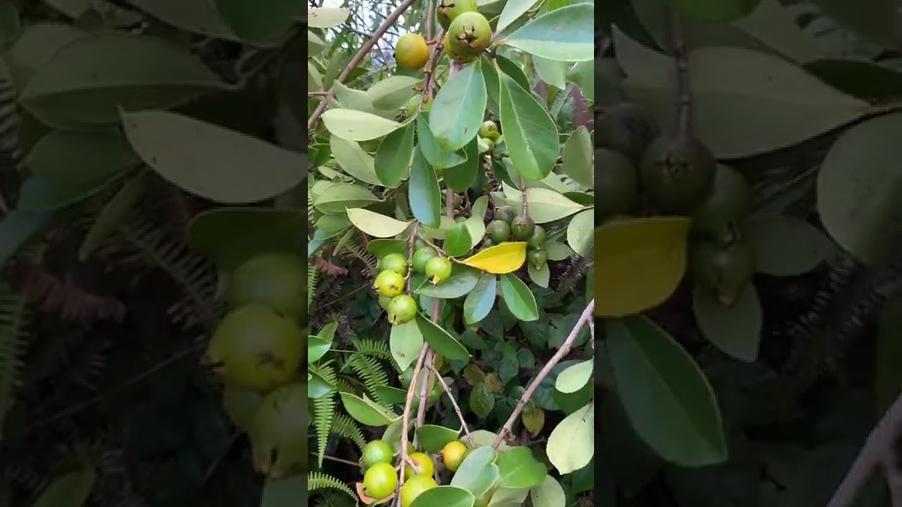 Hawaiian Sun Grown PAKALOLO