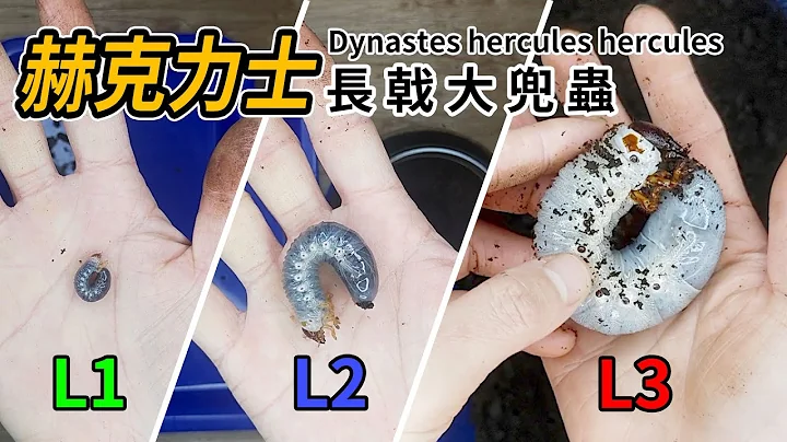 【山林虫坊】赫克力士长戟大兜幼虫的前三次换土 | Dynastes hercules hercules: The First Three Soil Changes for The Larvae - 天天要闻