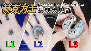 【山林蟲坊】赫克力士長戟大兜幼蟲的前三次換土 | Dynastes hercules hercules: The First Three Soil Changes for The Larvae