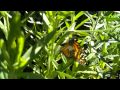 Monarch butterfly, tagged for release, laying on swan plants