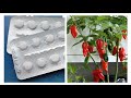 Use this household ingredient to grow lots of chillies and tomatoes