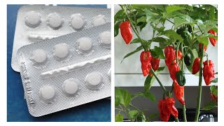 USE THIS Household Ingredient To Grow Lots Of Chillies and Tomatoes