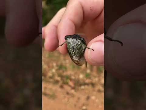 Cicada wants a hug