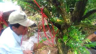 Kỹ Thuật Bứng Cây Trồng, Bứng Cây Nguyệt Quế Làm Cảnh