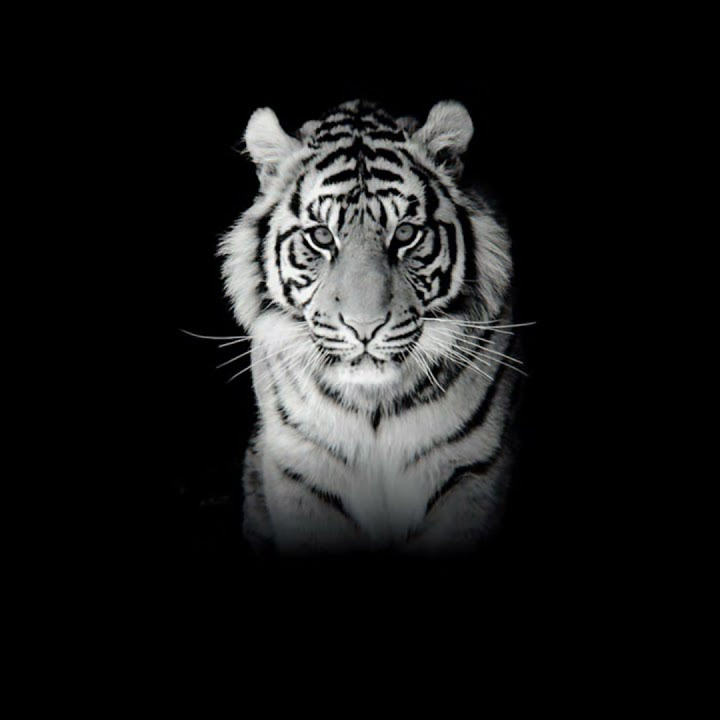 Story keren 30 Detik Macan putih