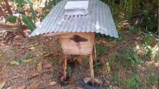 วิธีล่อผึ้งเข้าลัง วิธีเลี้ยงผึ้งโพรไทย แบบบ้านๆ