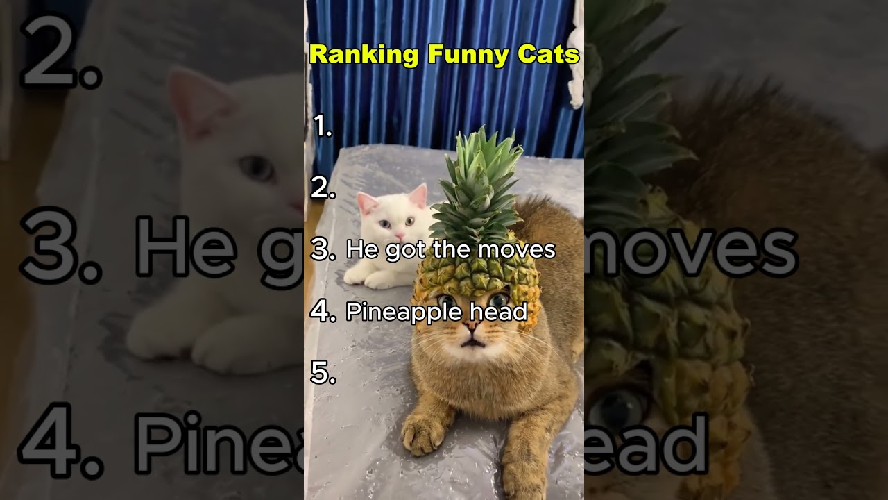 Ranking Funny Cats