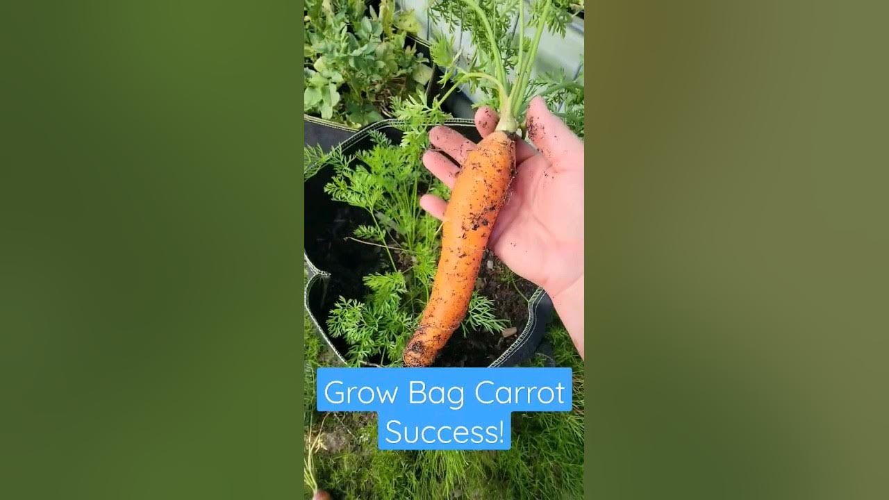 Using Vegetable Grow Bags in the Garden - Melissa K. Norris