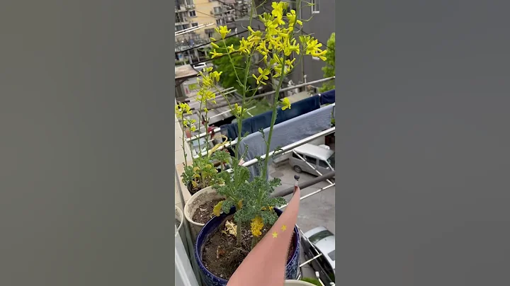 2023年4月11日，羽衣甘藍🥬花全開。 - 天天要聞