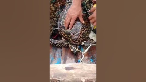 Ngư dân Cô Tô giải cứu rùa biển quý hiếm mắc lưới #tintuc #news #tintuctrongngay #tintucmoinhat