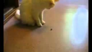 Смешные коты и кошки. Супер погоня! Смешные коты и кошки. Супер погоня!