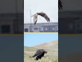 Hawk Behavior and Characteristics