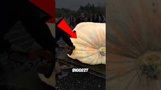 What's inside the world's largest pumpkin?! 🎃😱
