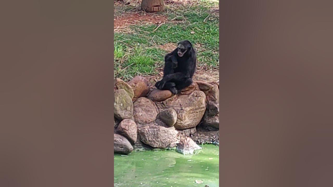 Macaco-aranha Testa Branca – Agência Municipal de Turismo, Eventos