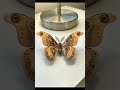 #transforming #animation #engineering