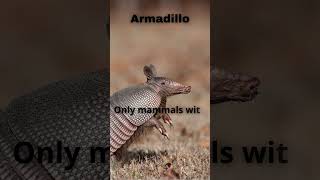 Meet The Armadillo Natures Living Armor