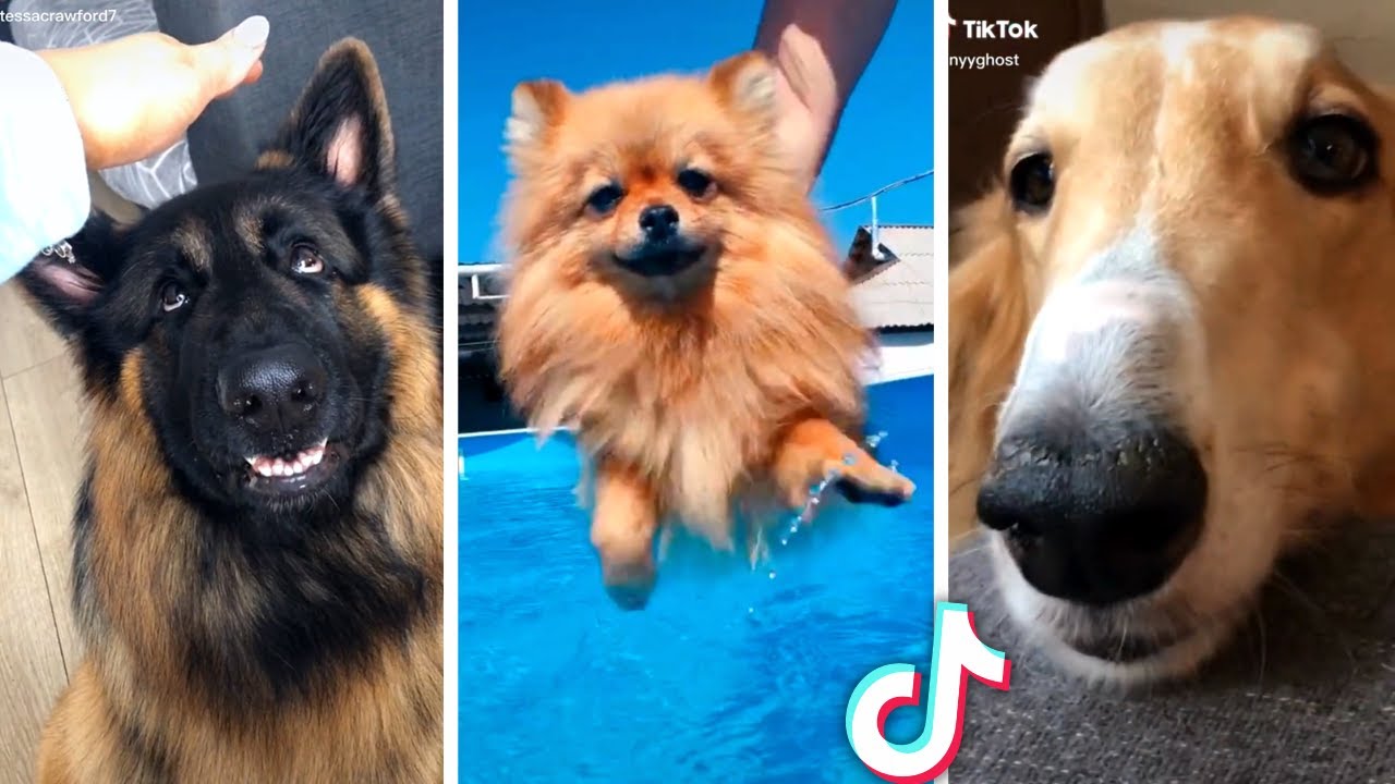 Best Compilation of Funny DOGS & Cute PUPPIES! 🐶🐶 - Dog News Web
