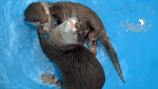 【双子のカワウソ】おだしとおつゆ、感動の再会 Otter　Odashi & Otsuyu  had an emotional reunion