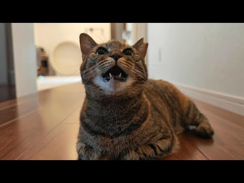 【ちっちページ】 「10匹にゃんこの楽しい毎日」昼編　夜編 hqdefault.jpg