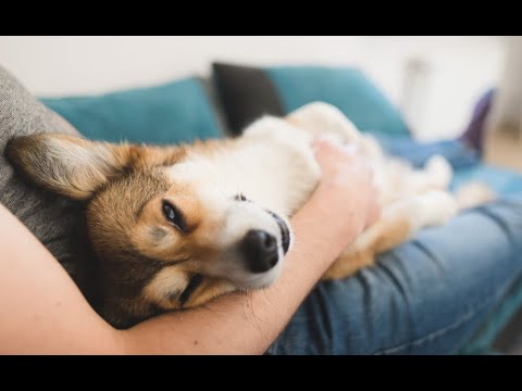 Video: Como conocí a mi perro - Abrazos