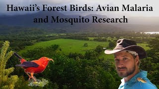 Watch Hawaii's Forest Birds: Avian Malaria and Mosquito Research Trailer