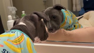 Puppy Discovers Mirror For the First Time