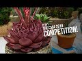 #141 The Cactus and Succulent Society of Australia 2019 Competition