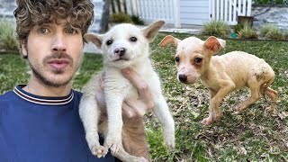 My Most HEARTBREAKING Puppy Rescue Ever...