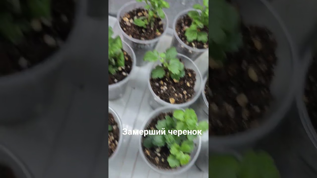 Черенки укоренились и не растут !Замерший черенок ☝️