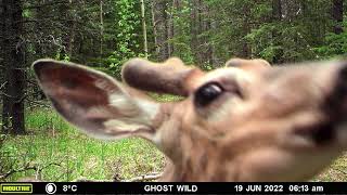 White-Tail Buck Sniffing My Camera