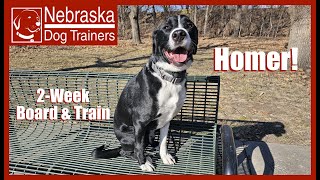 Homer | 3YO Lab Mix | Off Leash Reliable Dog Training Nebraska by Nebraskadogtrainers.com 30 views 1 month ago 9 minutes, 12 seconds